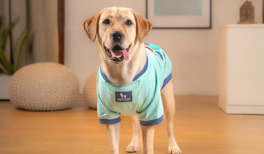 Why Stylish Pet Apparel Is More Than Fashion